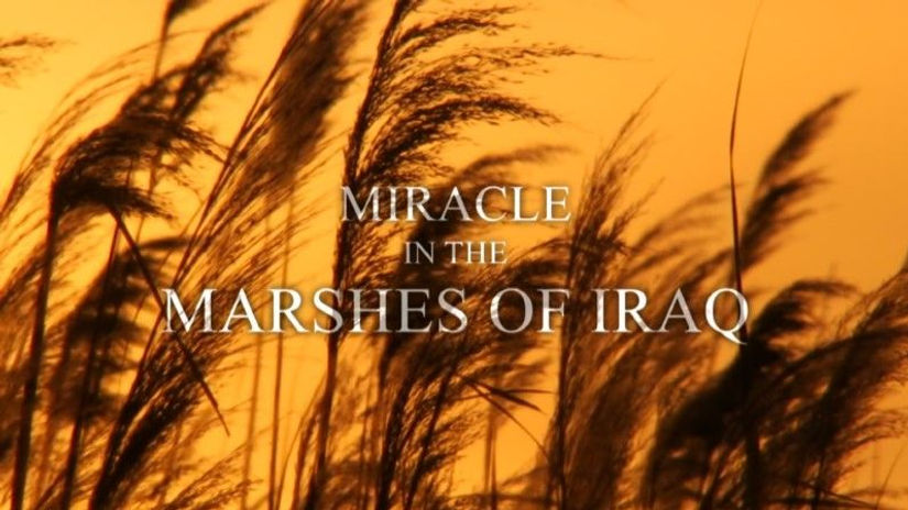 Miracle in the Marshes of Iraq